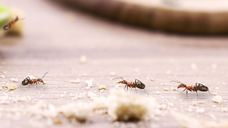 House ants, walking around the house, red ant on the floor eating dirt or sugar, insect pest problems inside the apartment; Credit: RHJ
