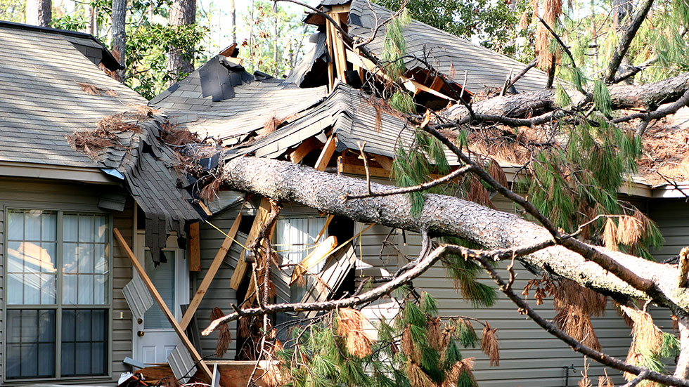 Tree fallen on home