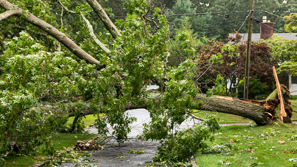 Fallen tree on yard