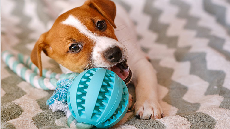 Little Jack Russell Terrier puppy playing with toy by Inna Vlasova