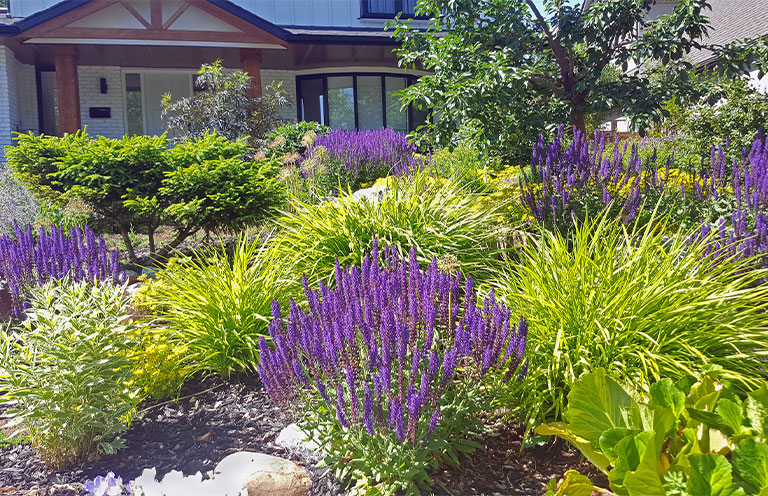 xeriscaped yard