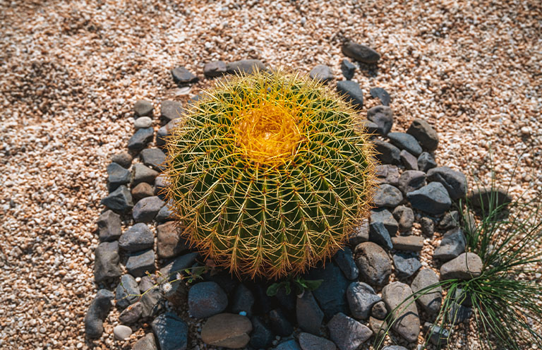 prickly cactus plant