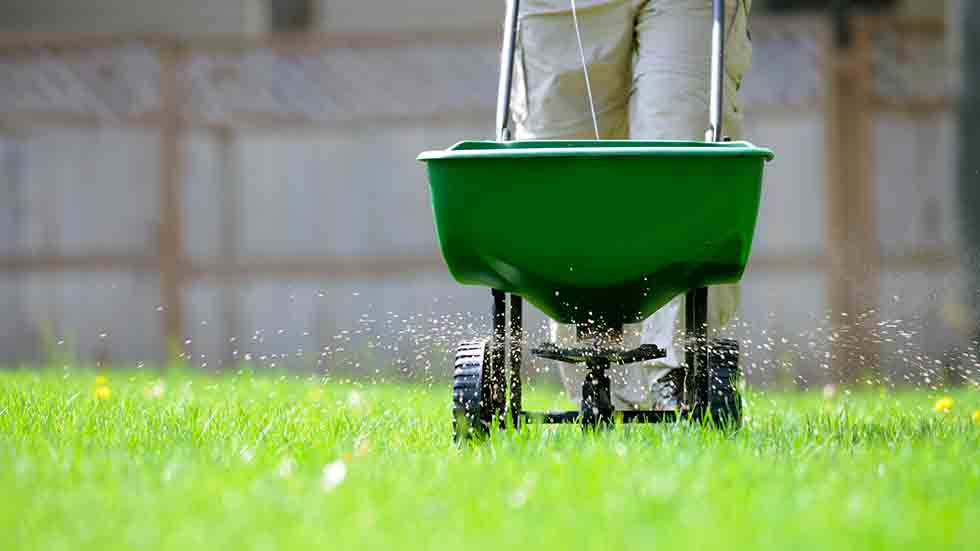 Seeding the lawn
