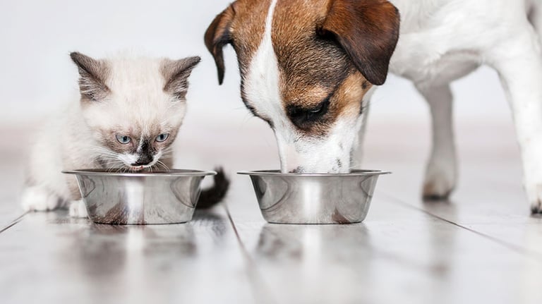 Dog and cat eating food from dish. Credit: TatyanaGl