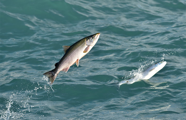 fish jumping out of ocean