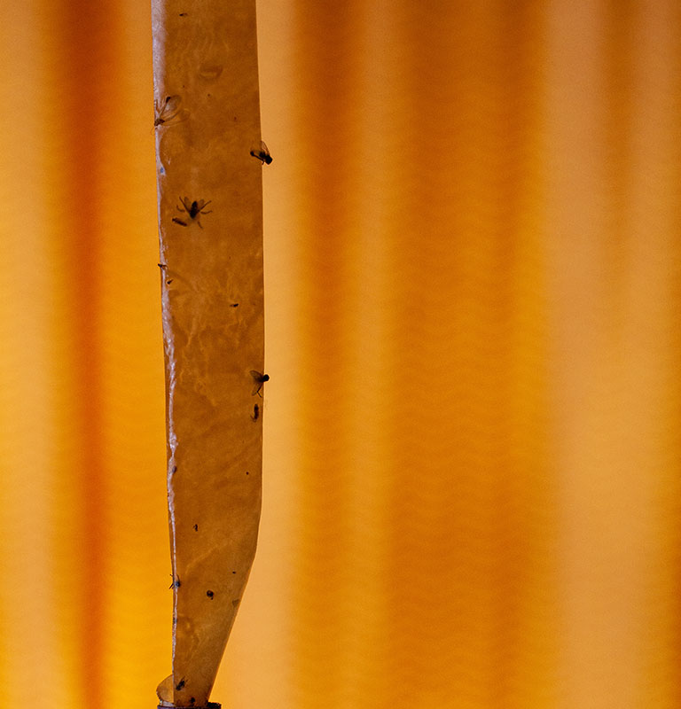 The fly stick is suspended from the ceiling opposite the orange curtains. By Artem Marfin