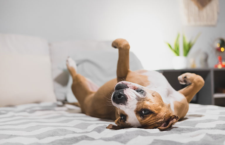 dog laying on bed