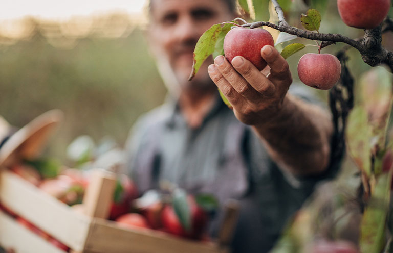 man picking fruit from tree