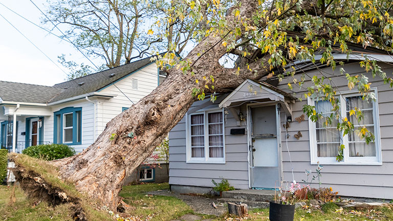 Wind Storm Damage Tree Blown Over Onto Neighborhood Home Credit: Cindy Shebley