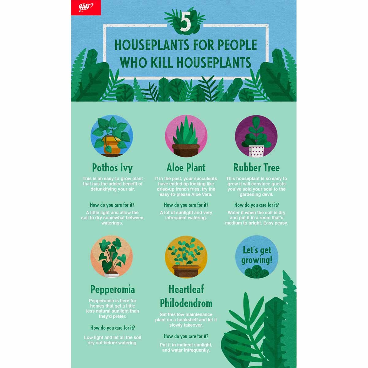 House Plant