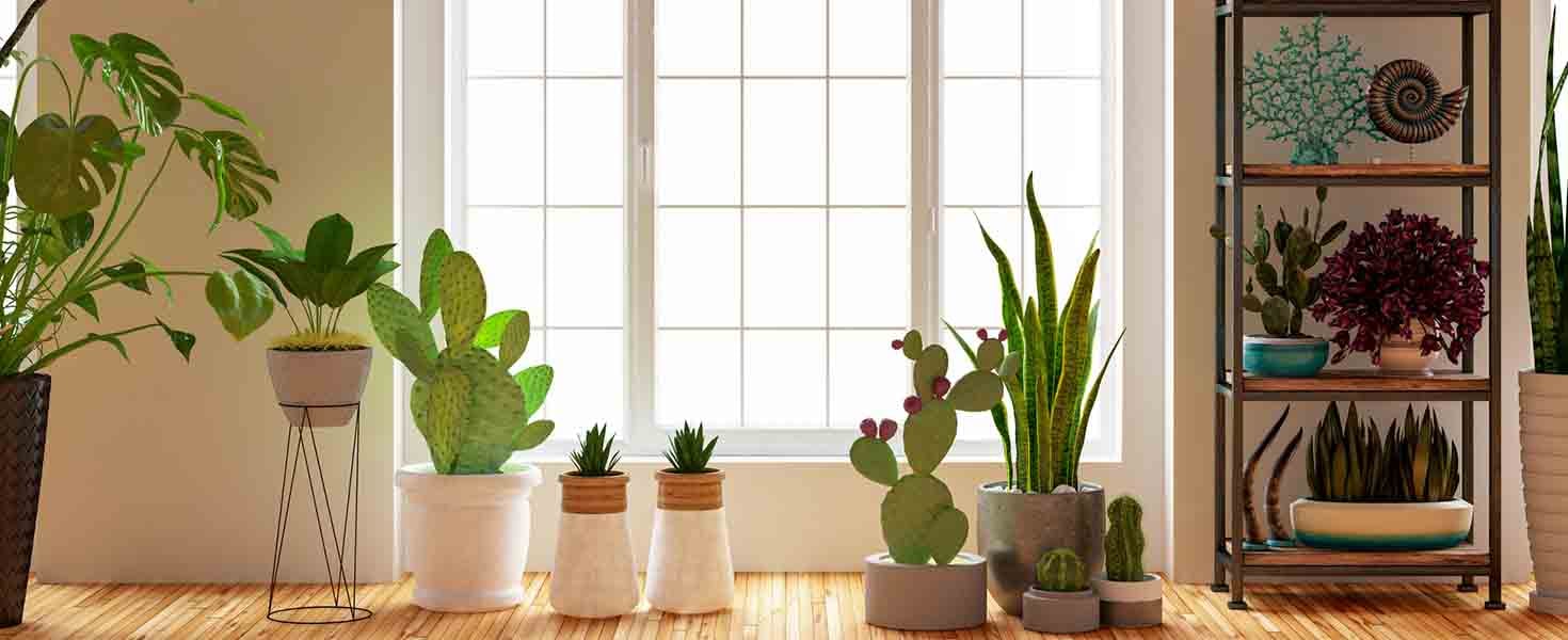Houseplants