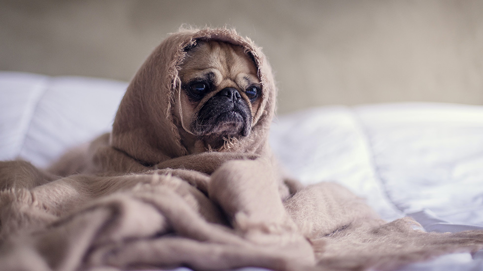 New Pug in blanket