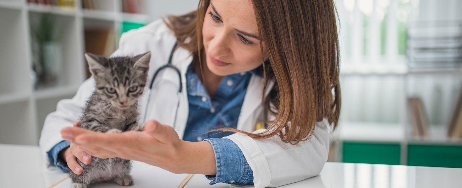 Veterinarian examining a kitten in animal hospital. Credit: South_agency