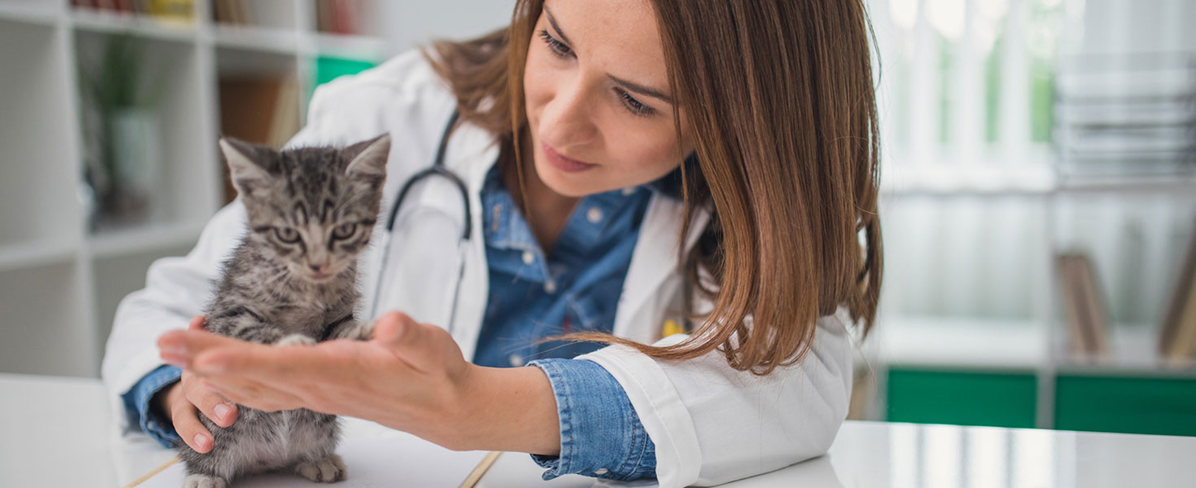 Veterinarian examining a kitten in animal hospital. Credit: South_agency