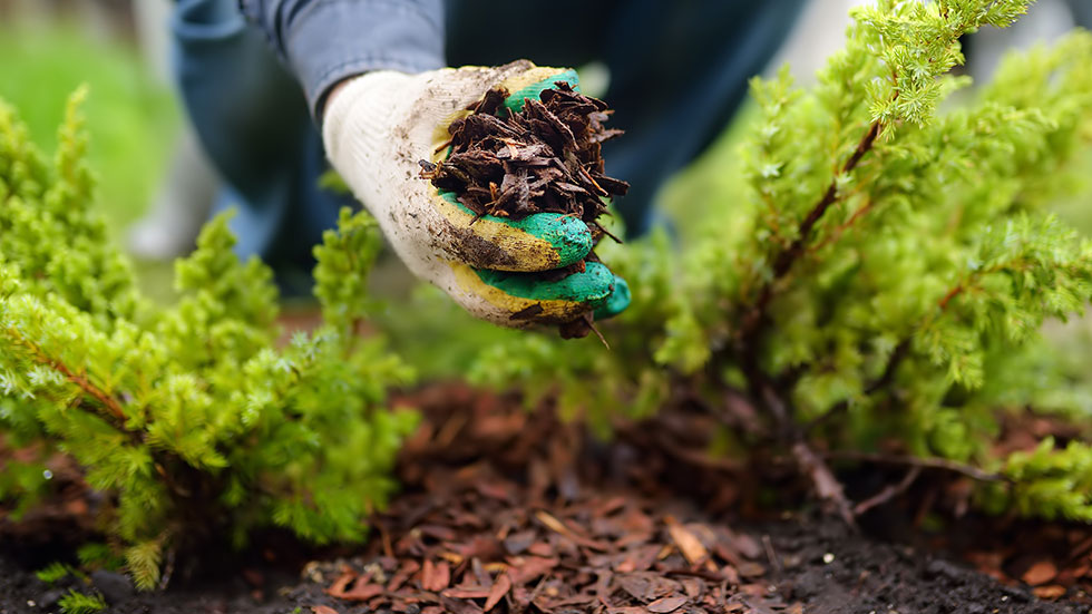 Mulch