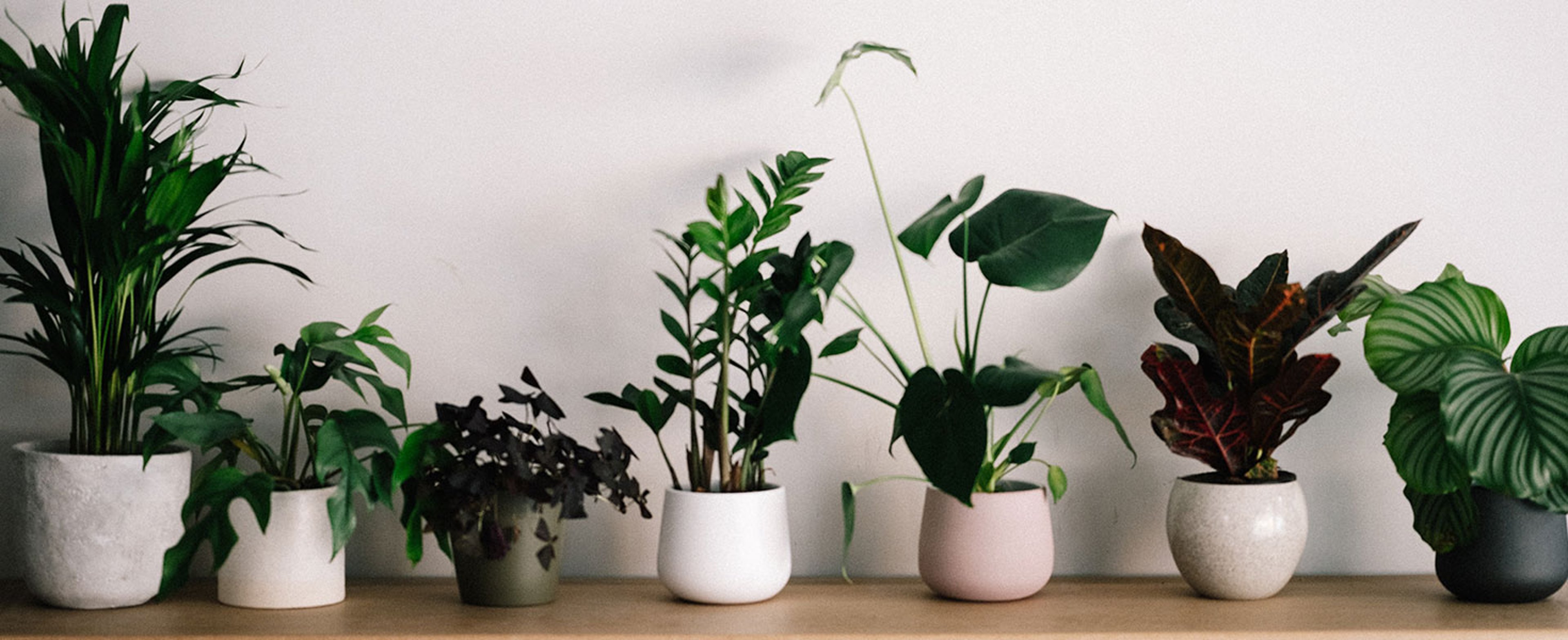 Perfect Houseplant