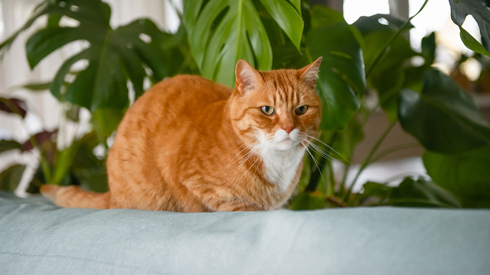 Pets and Plants
