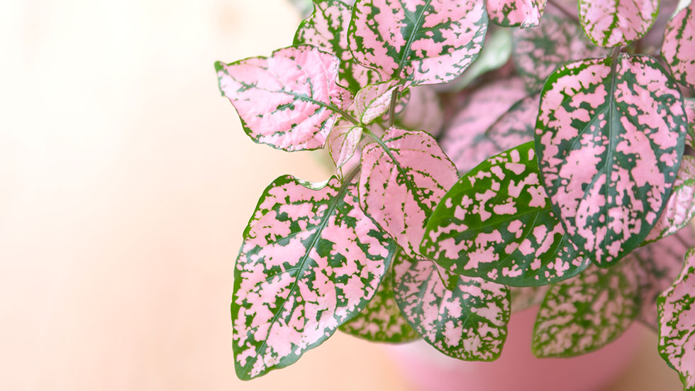 Polka Dot Plant