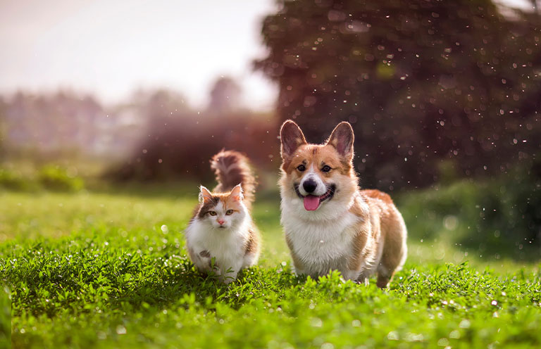 cat and dog in grass