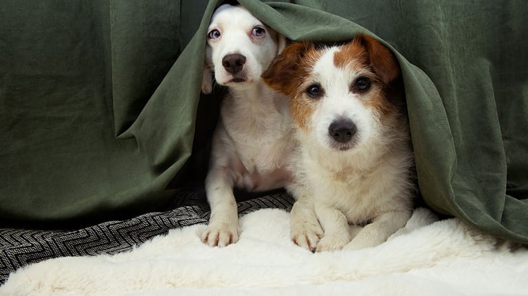 Two scared or afraid puppies dogs hide behind a green curtain because of fireworks, thunderstorm or noise. Credit: smrm1977