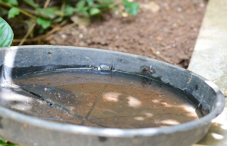 dirty standing water gathered in a container outside