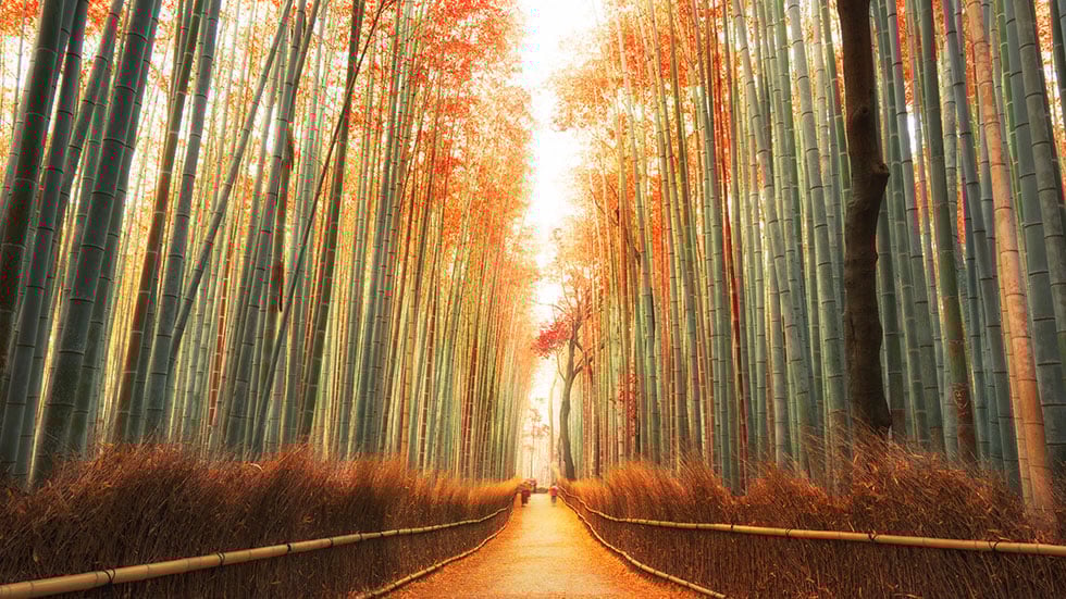 Fushimi Inari Taisha, Kyōto-shi, Japan. Photo courtesy of Redd F/Unsplash