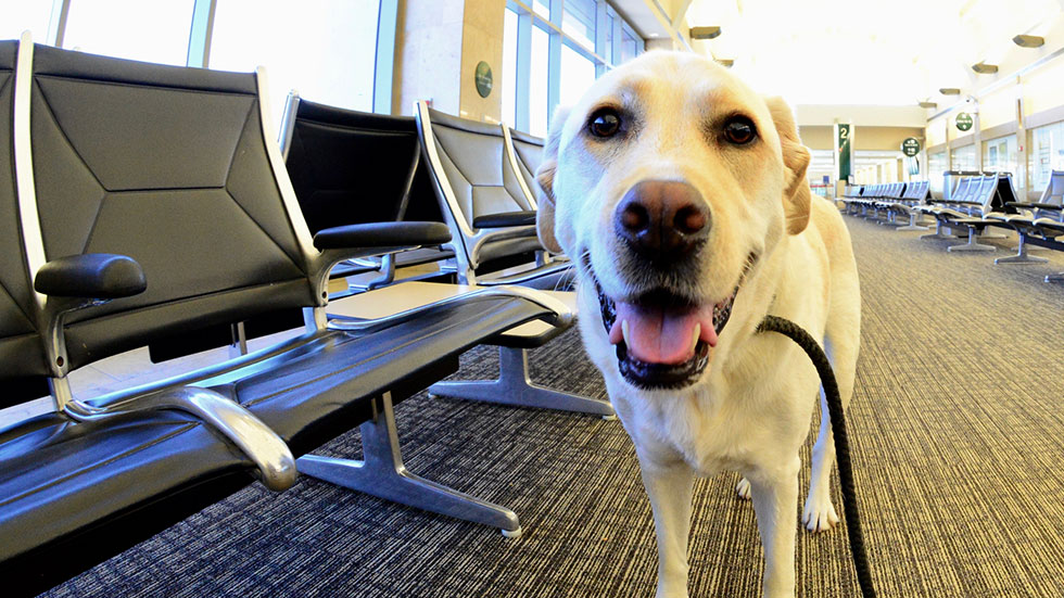 Dog at airport