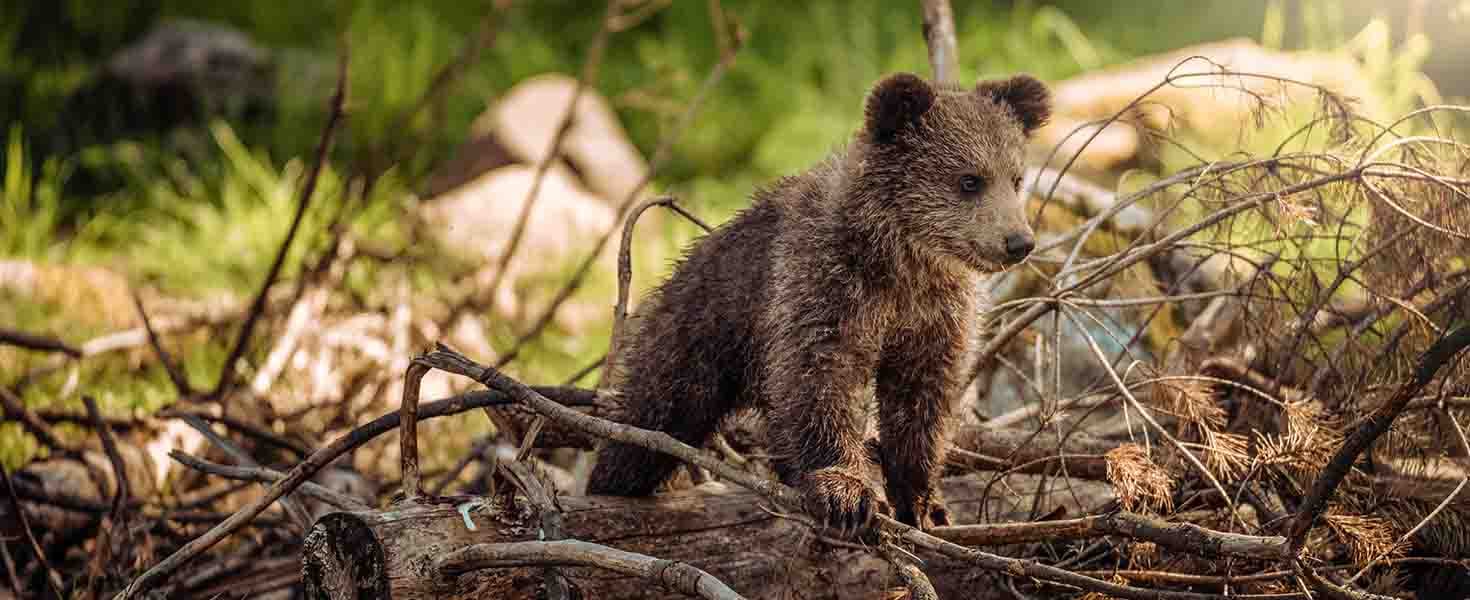 Bear Cub