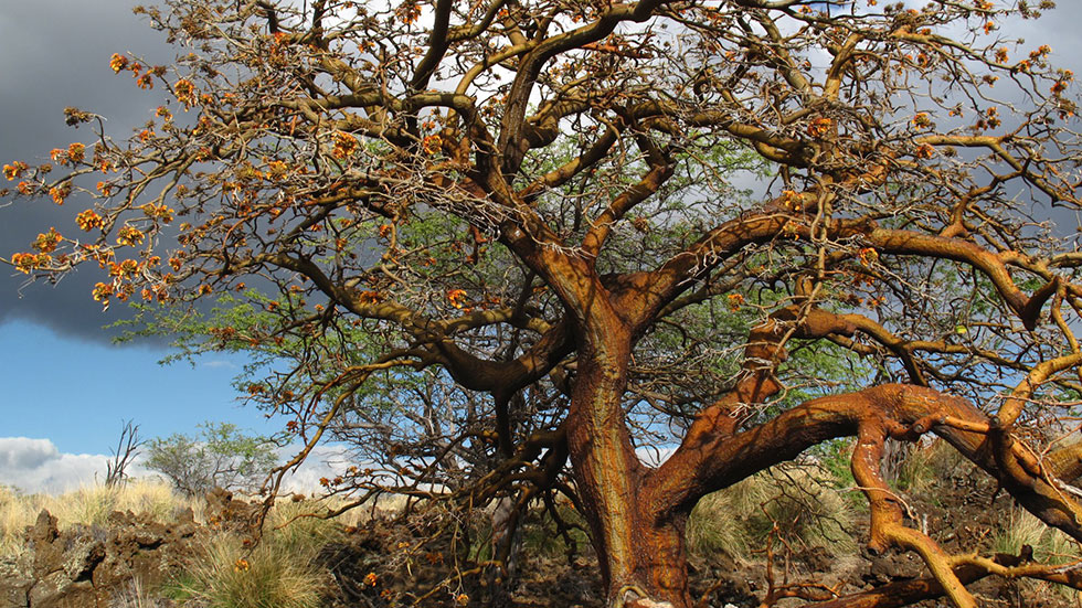 Waikoloa Dry Forest