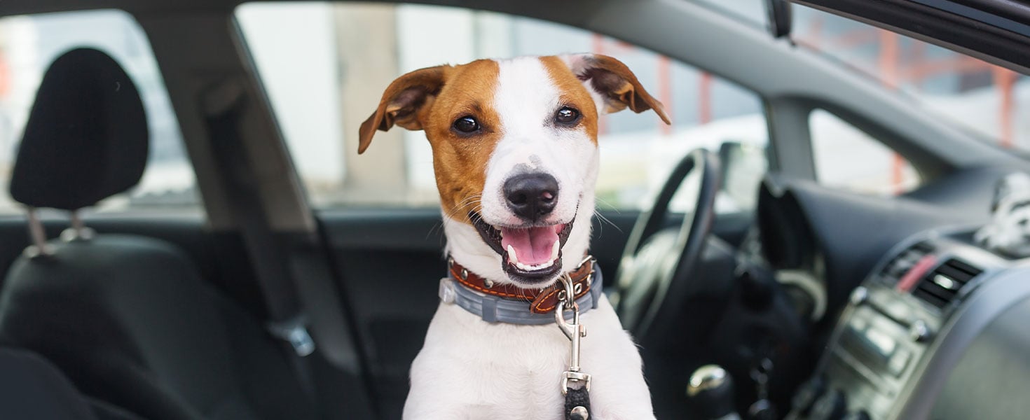 dog in front seat of car