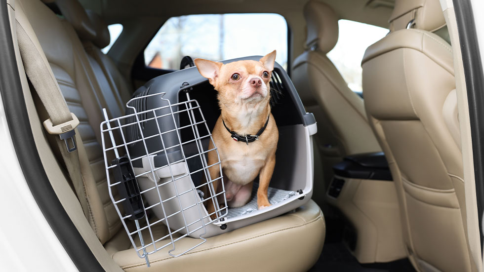 dog in carrier in car