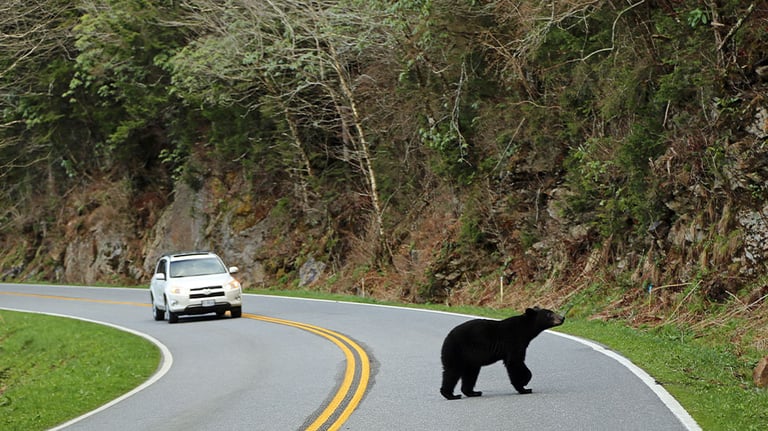 bear crossing street