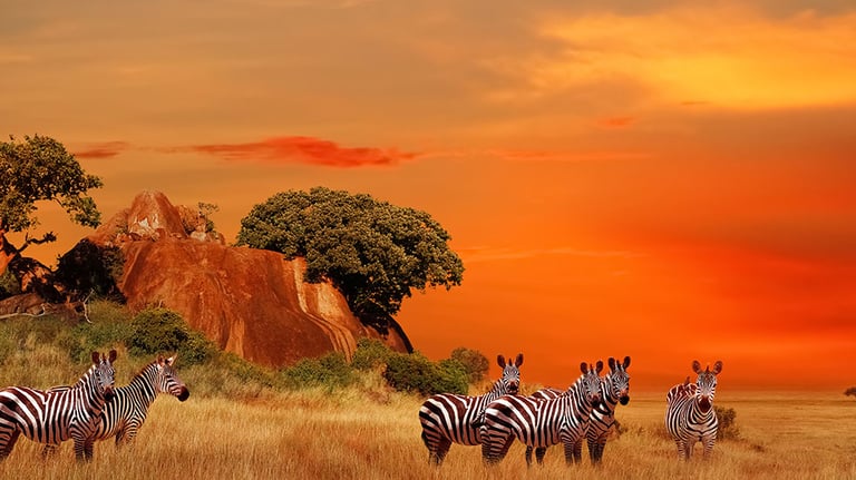 African savanna at sunset