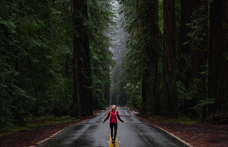redwoods forrest