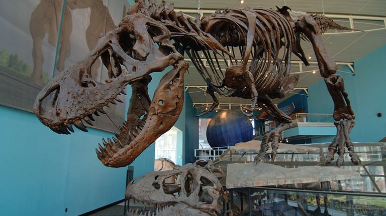 Step back in time with towering dinosaur fossils at the Maryland Science Center, where history and science come to life in Baltimore; Photo courtesy of Visit Baltimore