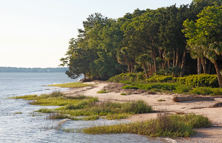 trees and shore at Daufuskie Island