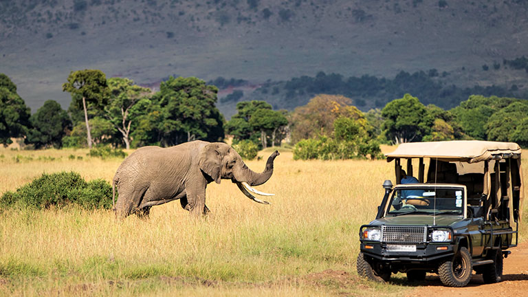 Elephant bull with a car in the Masai Mara Game Reserve in Kenya; photo by Henk Bogaard