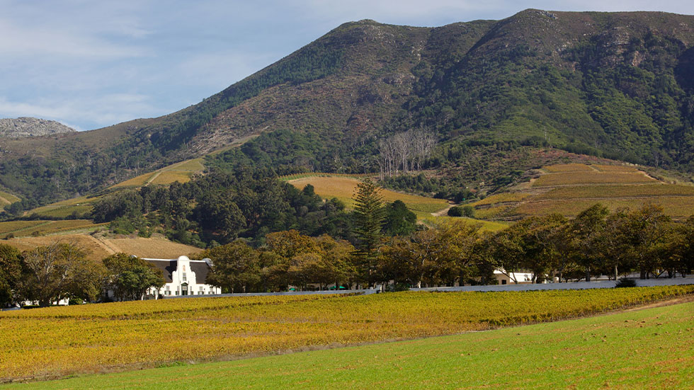 Groot Constantia Vineyard