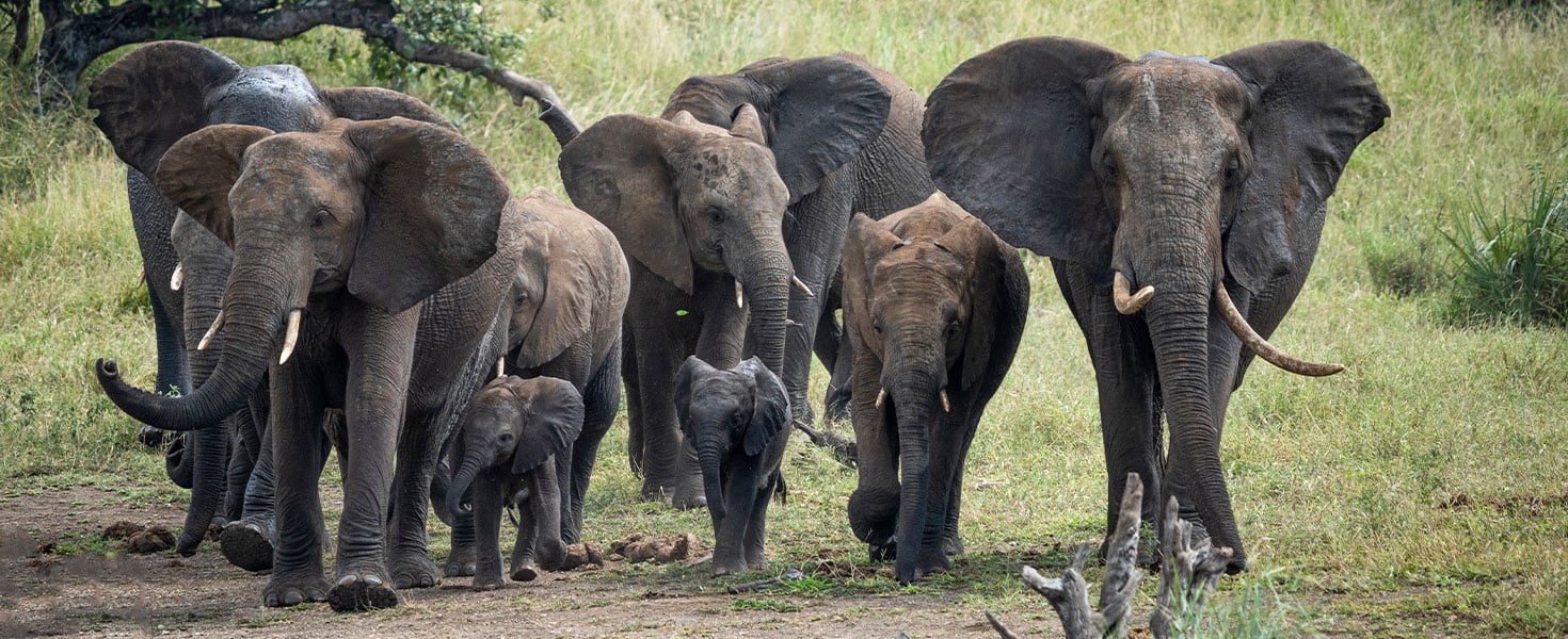 Herd of elephants