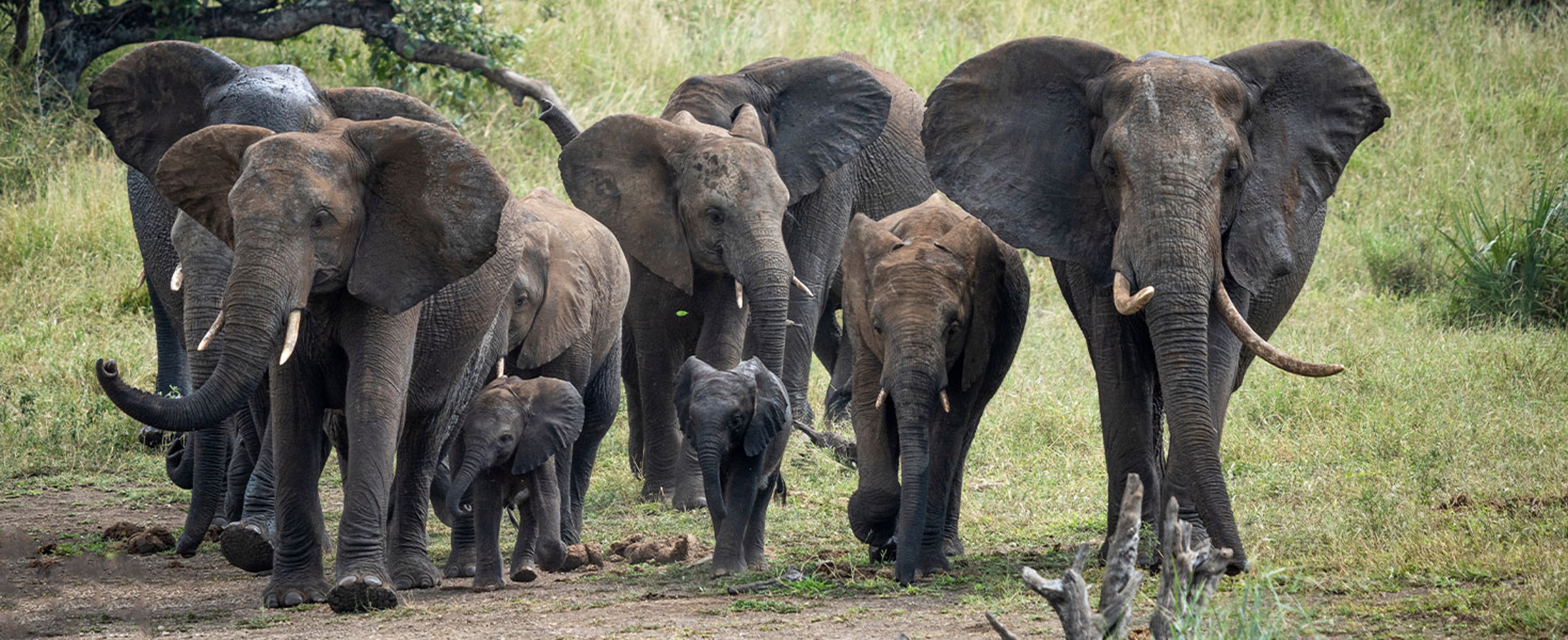 Herd of elephants
