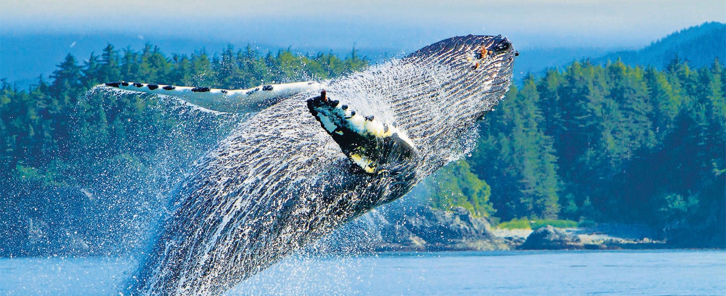 A breaching humpback whale