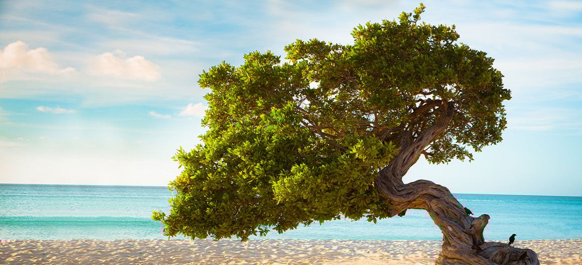 fofoti tree