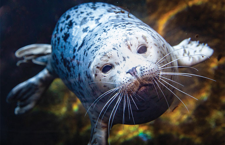 seal