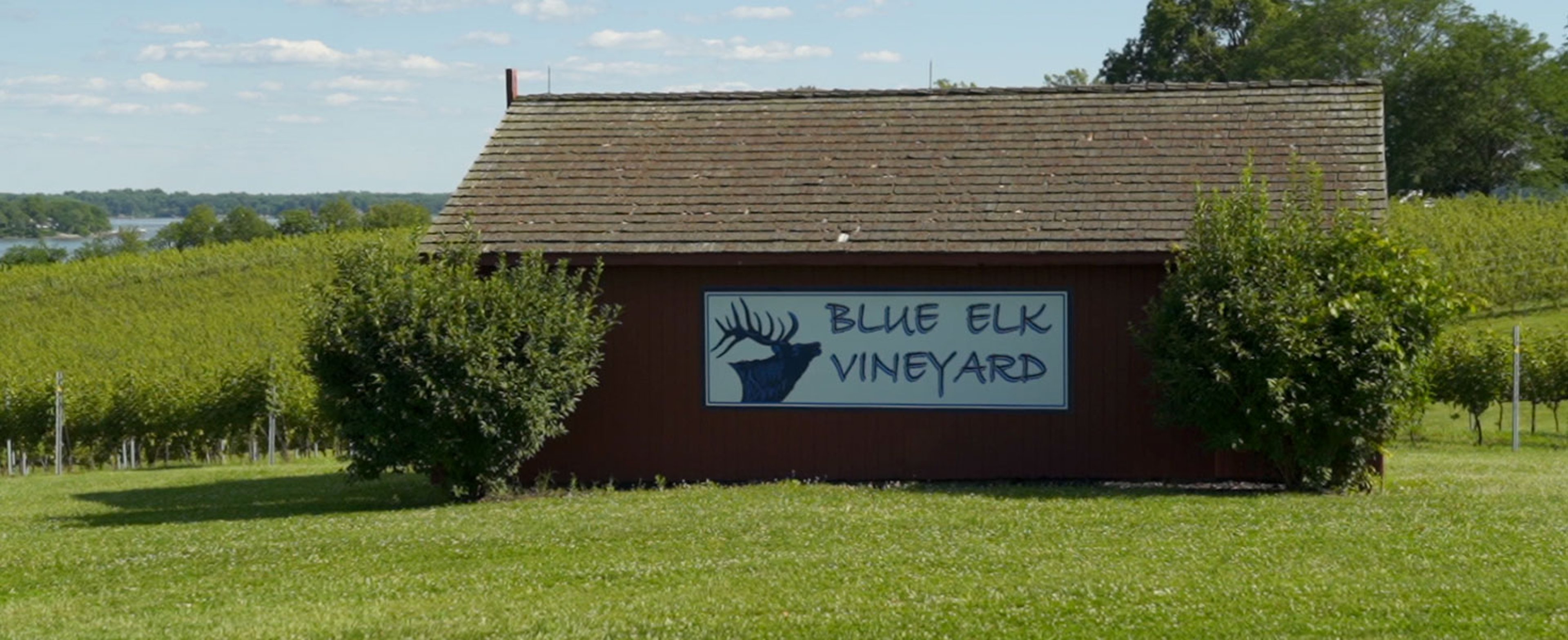 Blue Elk Vineyard