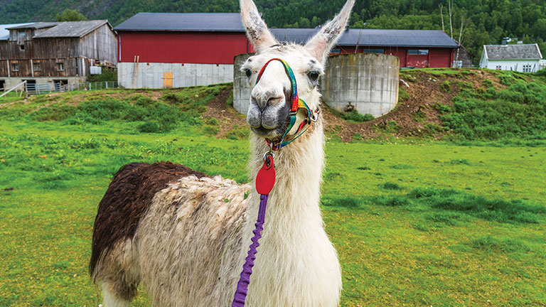 Llama on a green hillside farm; photo courtesy of Adobe Stock