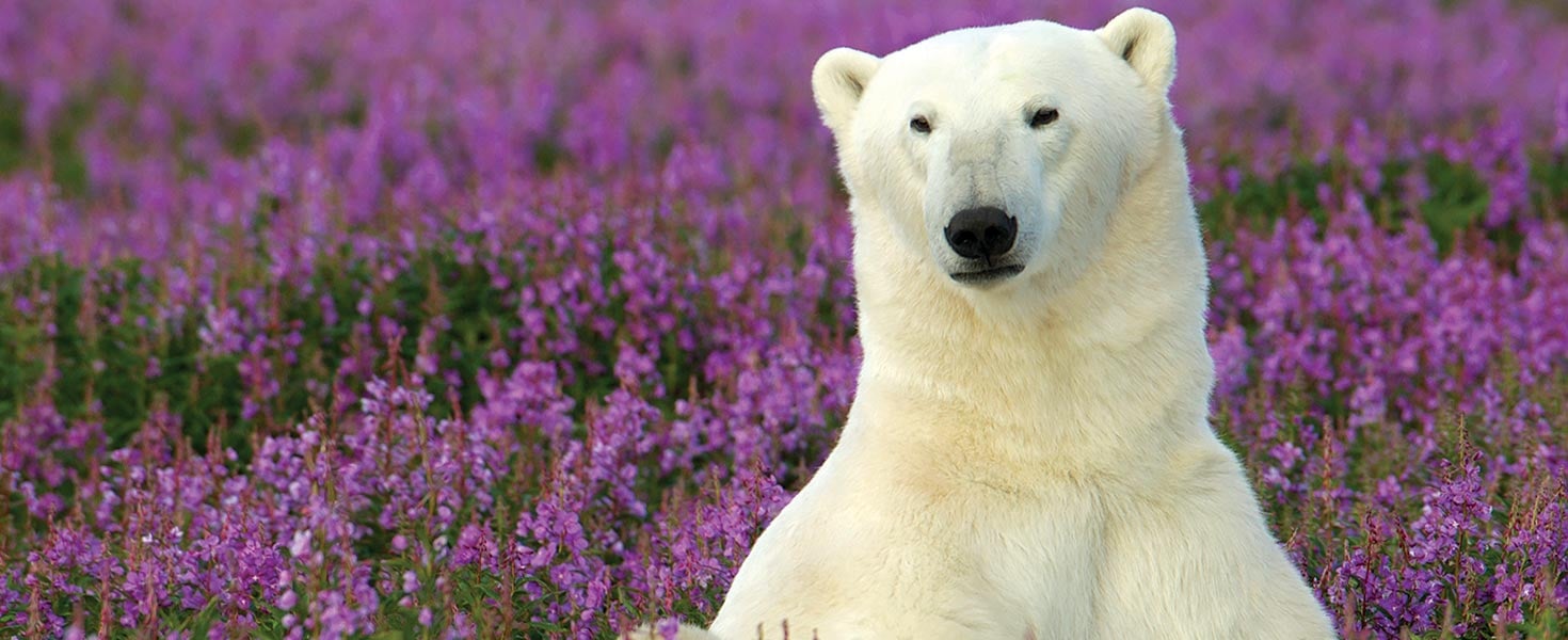 Churchill Polar Bear Tours