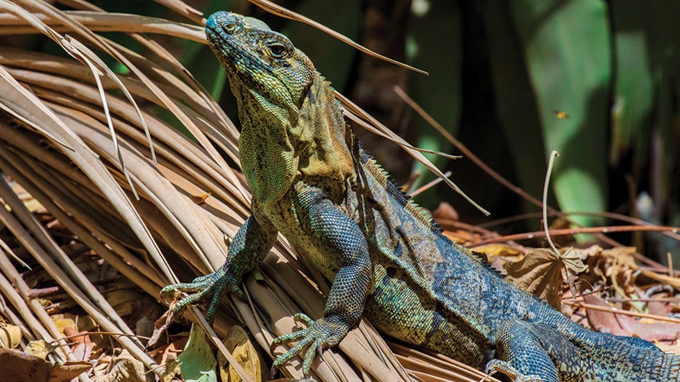 Iguana in Costa Rica