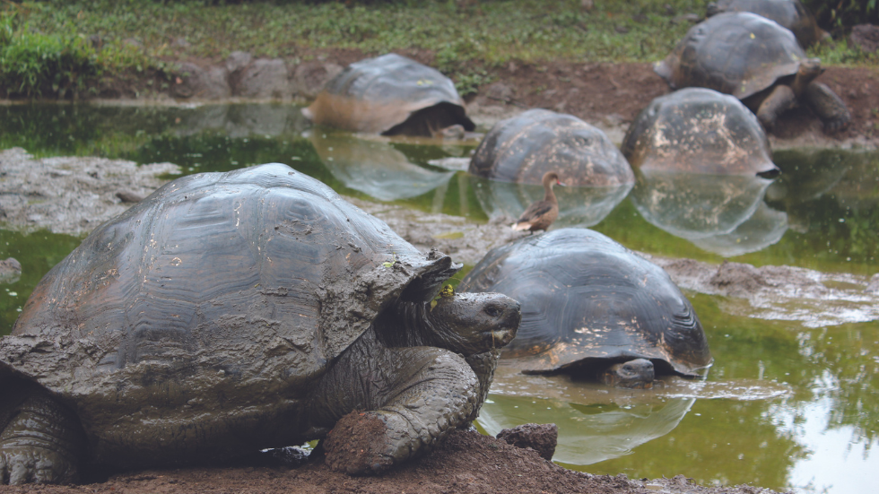 giant tortoises congregate at a pond in a field on Santa Cruz