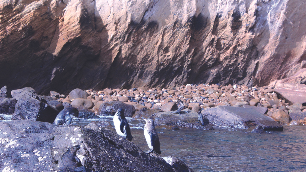 Galápagos penguin is the only penguin species found north of the equator