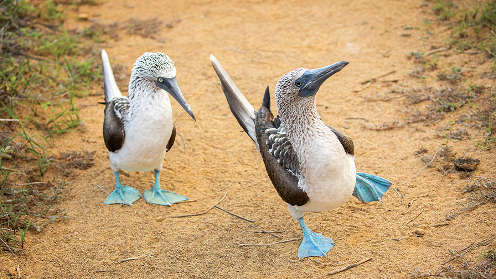 blue-footed boobies in the Galapagos